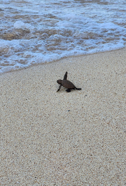 Sea Turtle 1